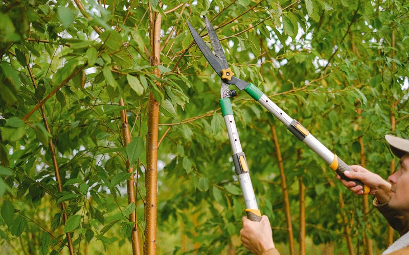 Tree trimming in Remsen, NY